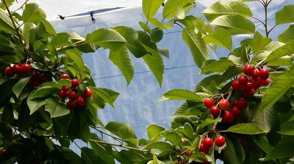 agralia-agrotextiles-cerezas|arricover|convencional|soaplast-nuevo-departamento-moldes-riego